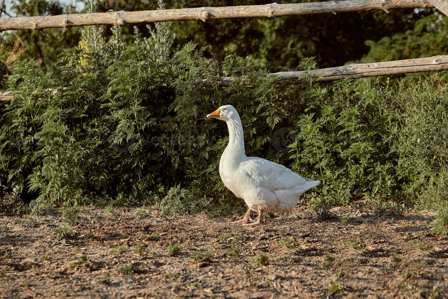 blanco ganso disfrutando para caminando en jardín. Doméstico ganso. ganso granja. hogar ganso. foto