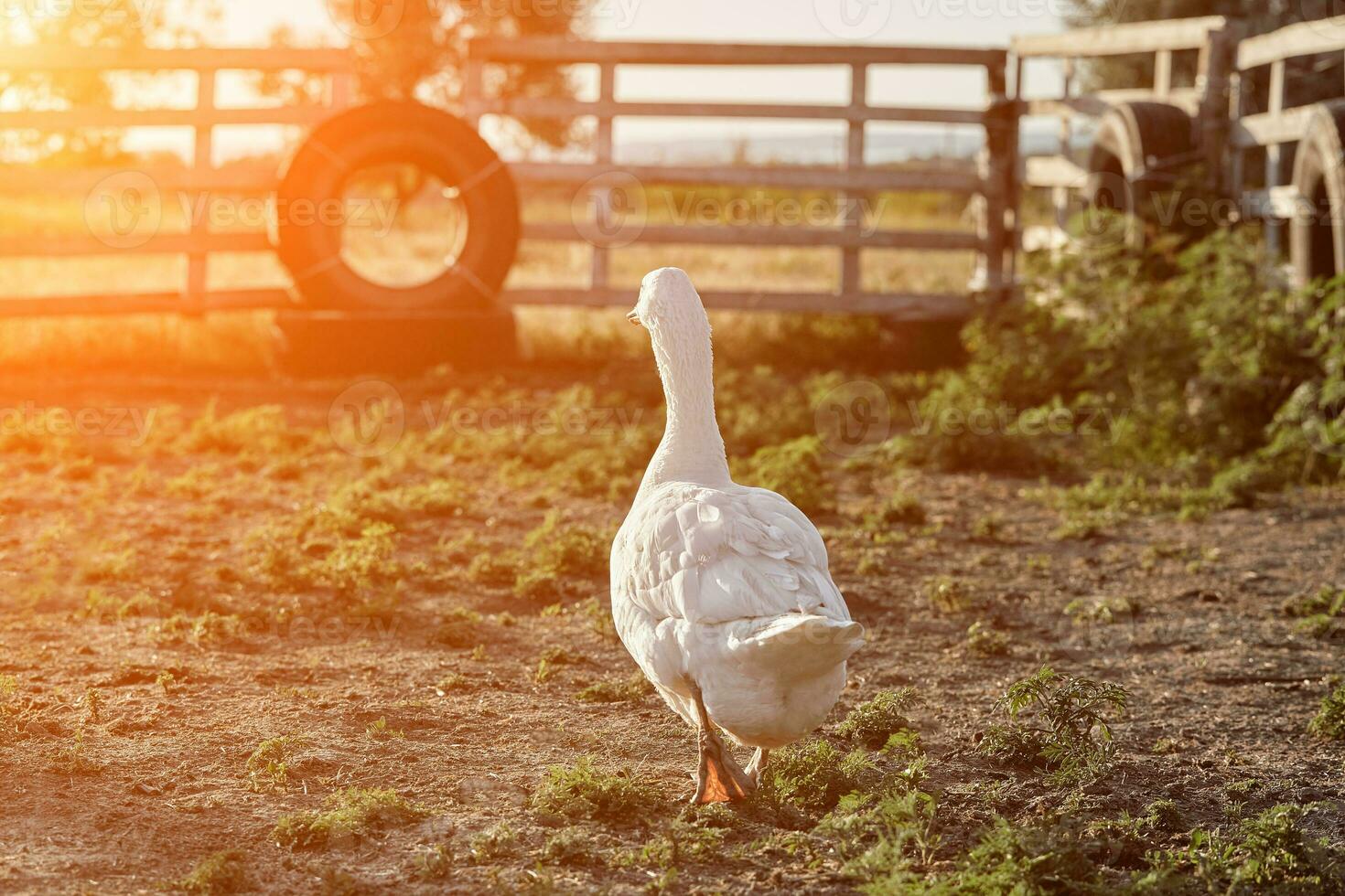 White Goose enjoying for walking in garden. Domestic goose. Goose farm. Home goose. Sun flare photo