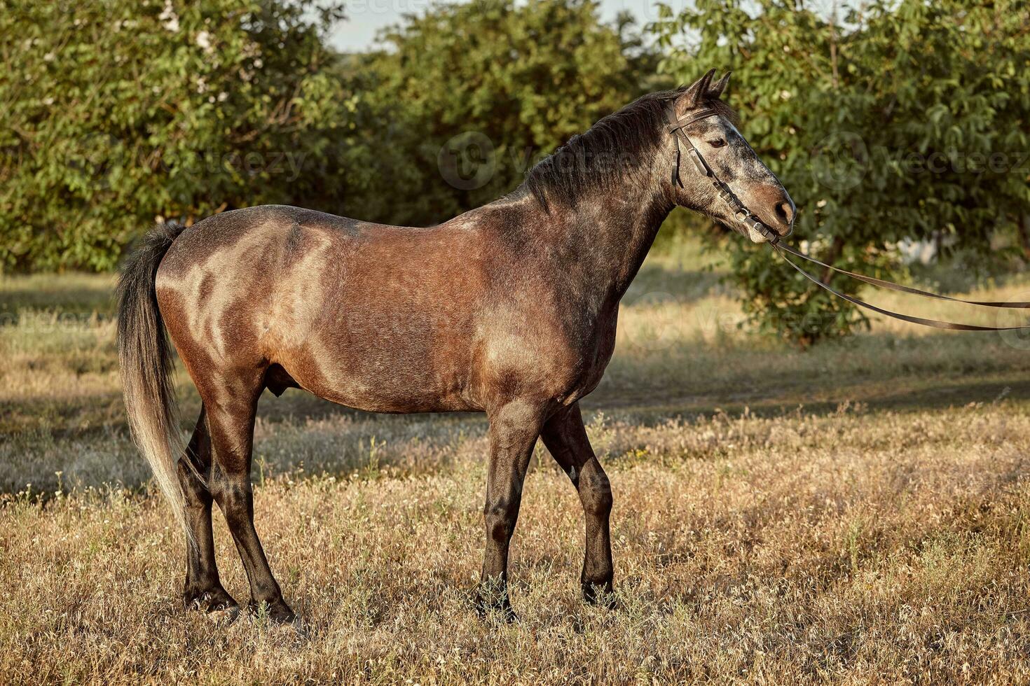 Portrait of bay horse in summer on the field photo