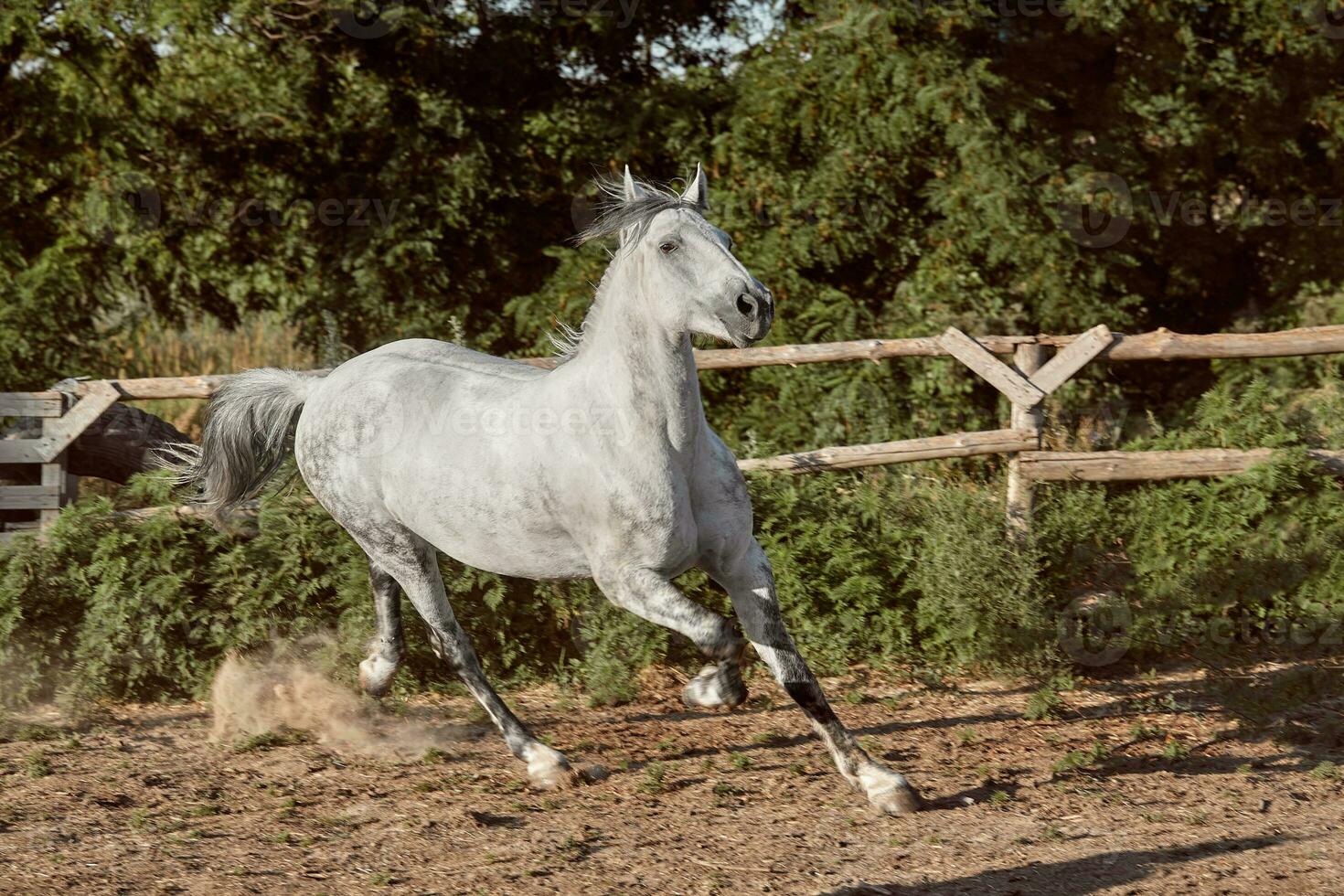 Horse running in the paddock on the sand in summer photo