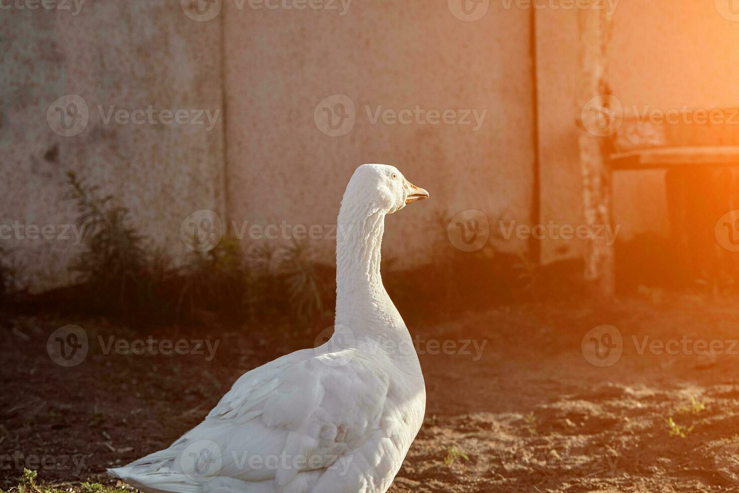 White Goose enjoying for walking in garden. Domestic goose. Goose farm. Home goose. Sun flare photo