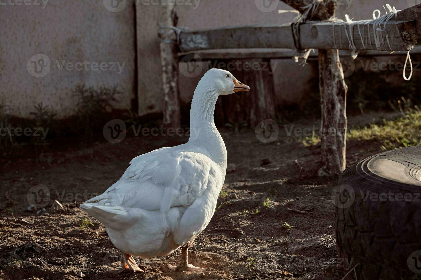 White Goose enjoying for walking in garden. Domestic goose. Goose farm. Home goose. photo
