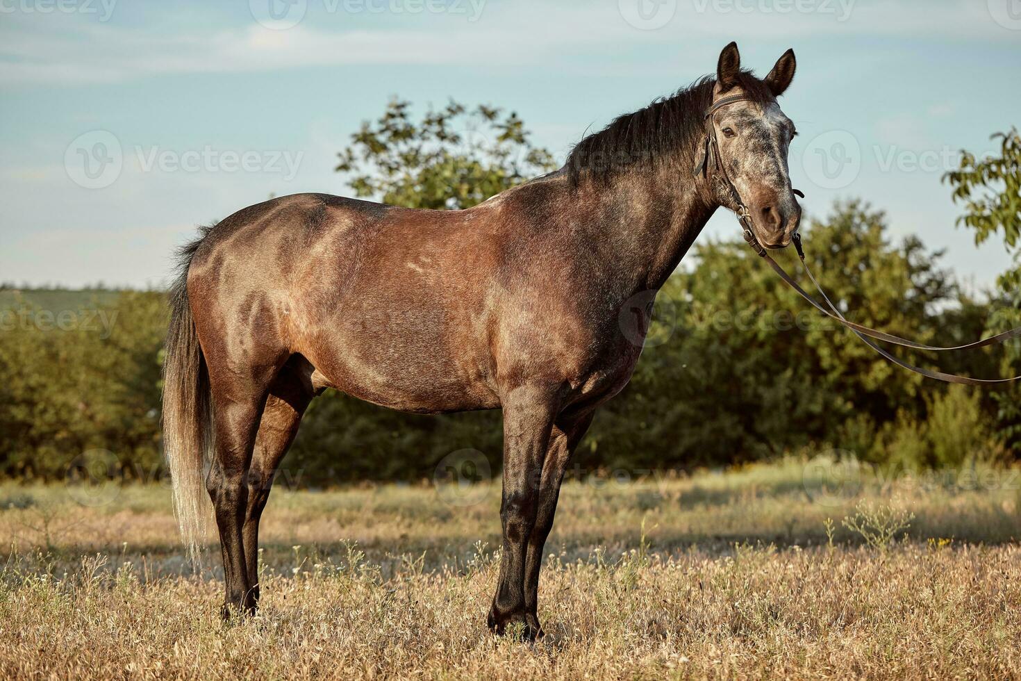 Portrait of bay horse in summer on the field photo