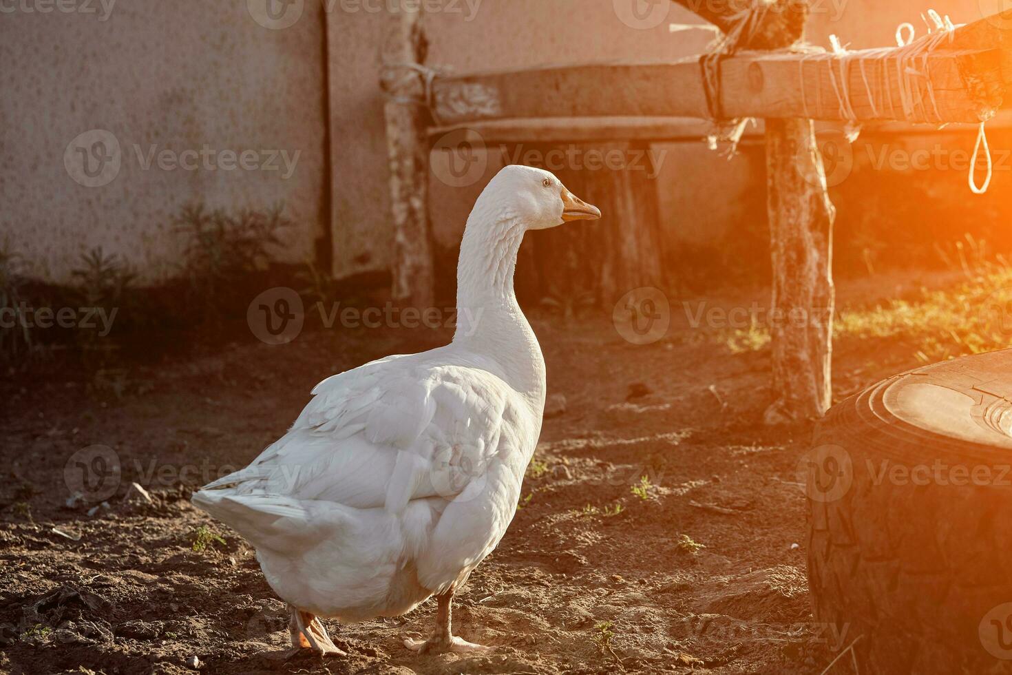White Goose enjoying for walking in garden. Domestic goose. Goose farm. Home goose. Sun flare photo