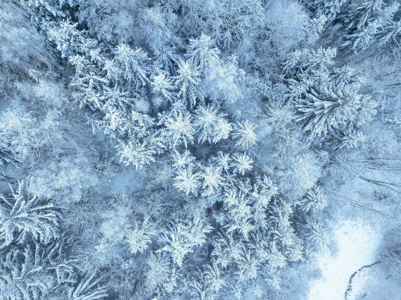 Aerial. Trees and snow in a winter forest. Nature background top view from drone photo