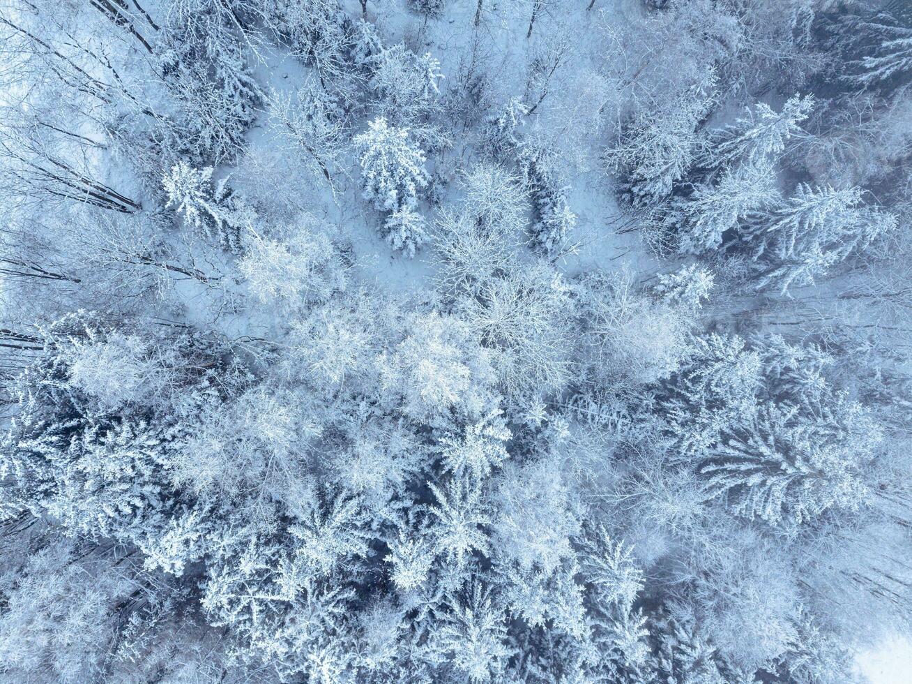 Aerial. Trees and snow in a winter forest. Nature background top view from drone photo