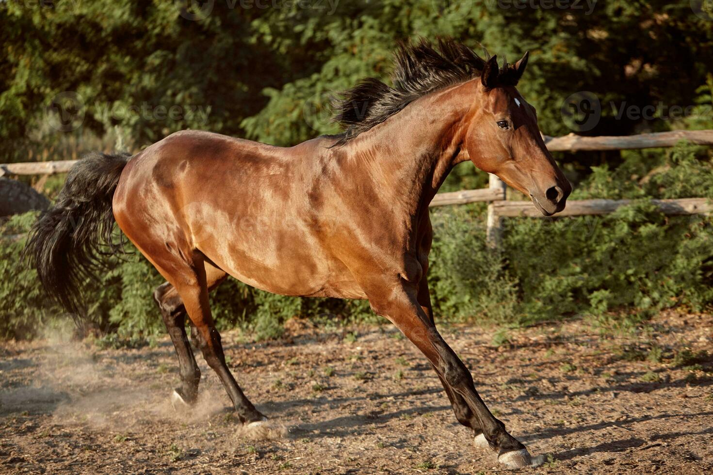 caballo corriendo en el paddock en el arena en verano foto