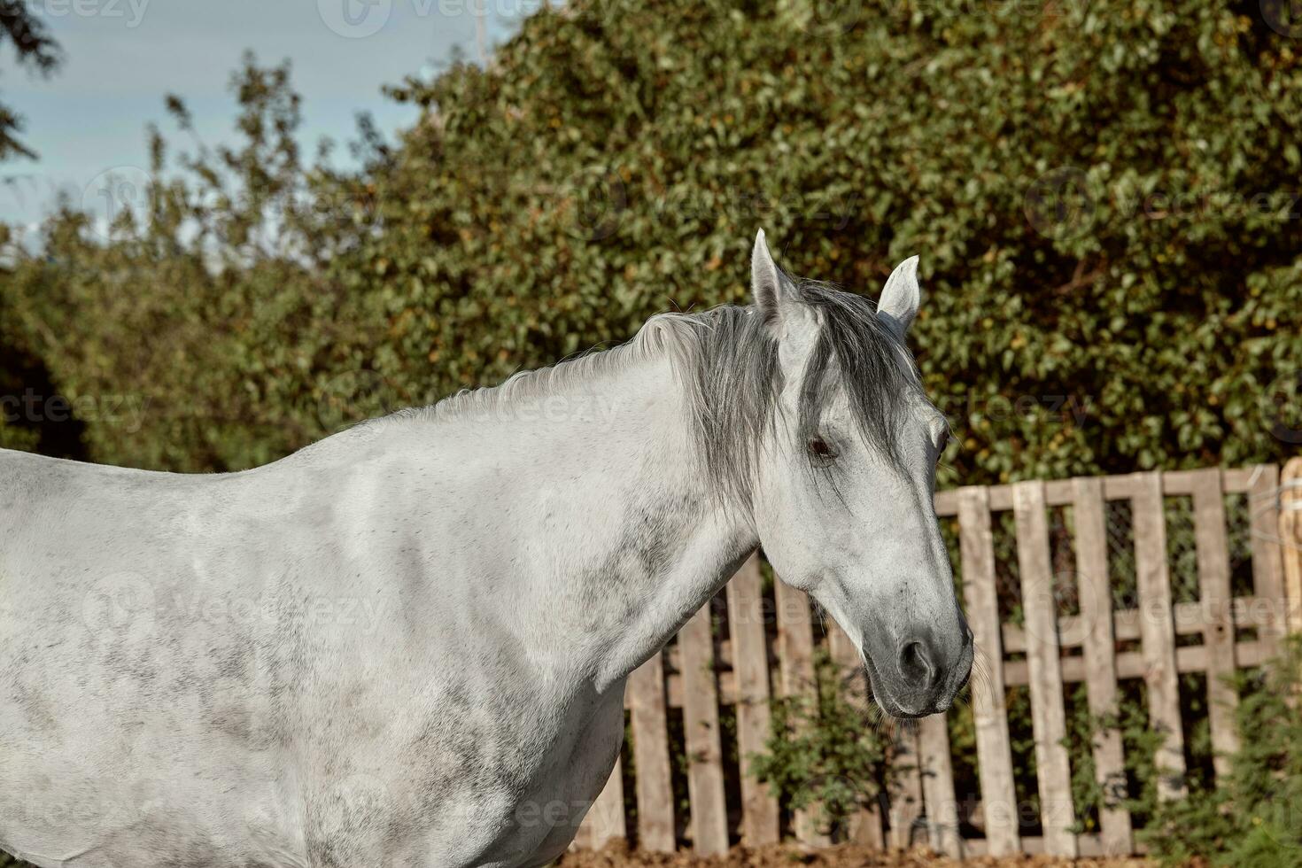 Beautiful grey horse in White Apple, close-up of muzzle, cute look, mane, background of running field, corral, trees photo