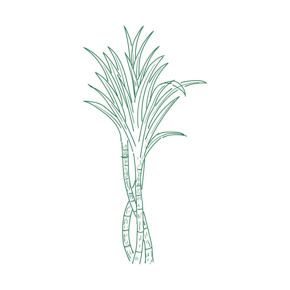 Vintage Retro Ink Hand Drawn of Sugar Cane Plant Tree for  Spice or Agriculture Farm Product vector