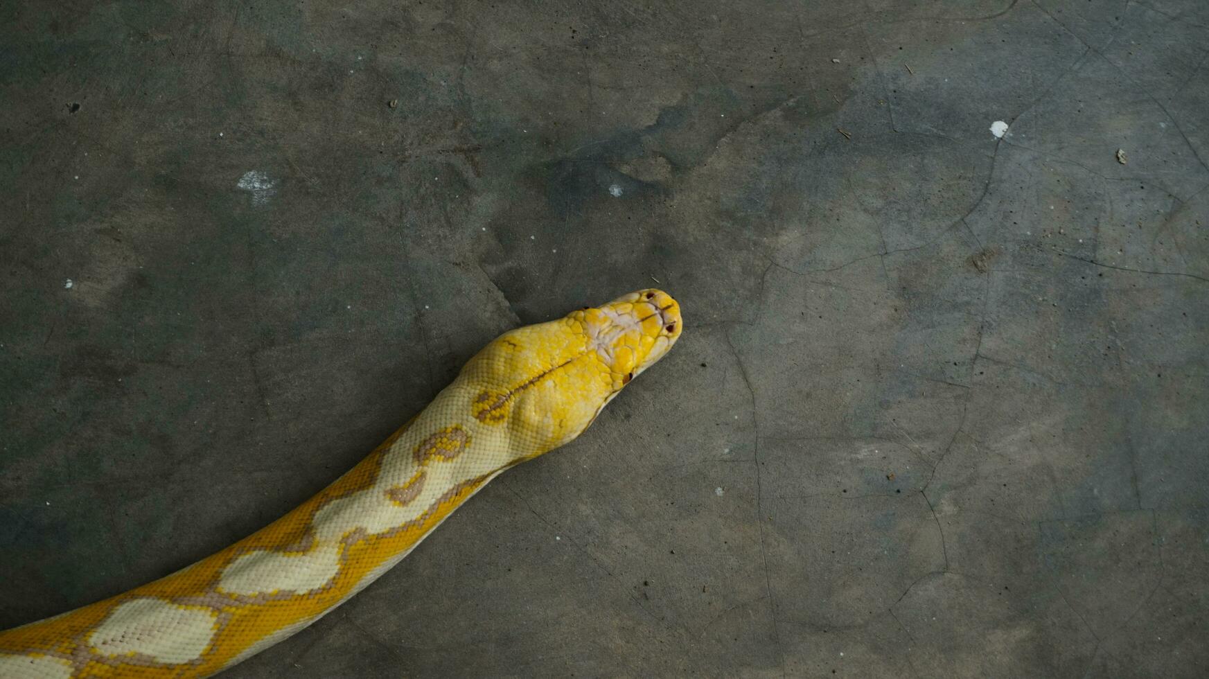 Albino pythons are white and yellow 34922175 Stock Photo at Vecteezy