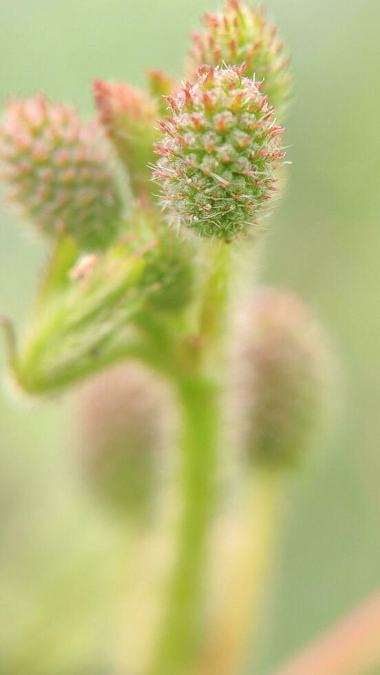 macro,beautiful flowers with blur leaf background photo