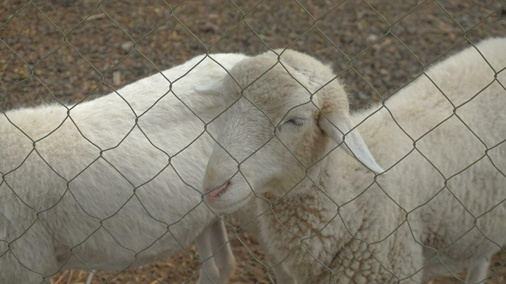 white goat with thick hair photo