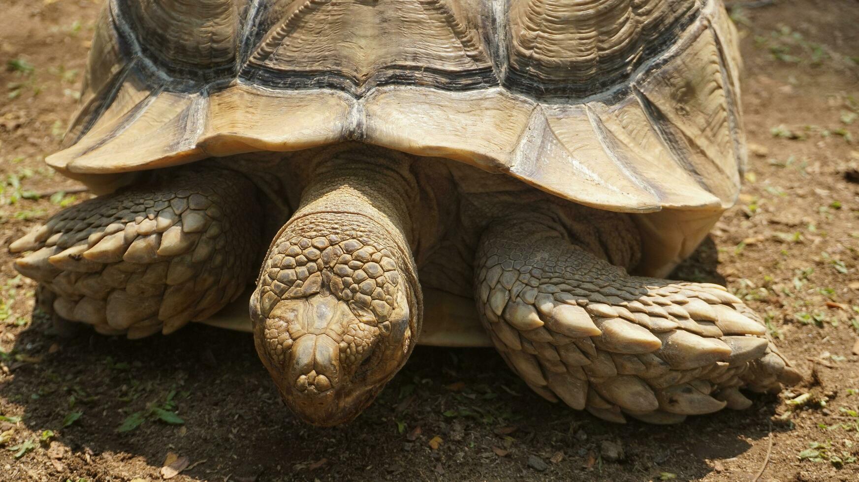 A large brown turtle walks on the ground photo