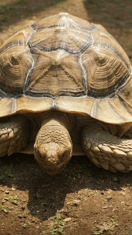 A large brown turtle walks on the ground photo