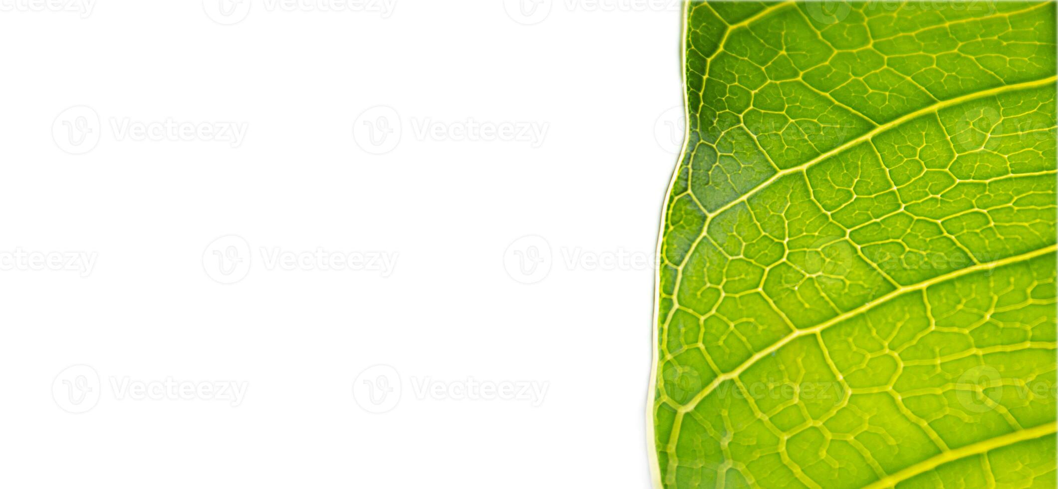 Green leaves close up isolated on white background. photo