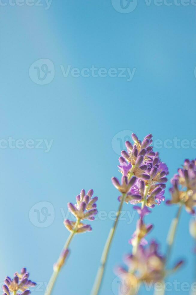 Lavender flowers on the background of a blue cloudless sky. Place for text. photo