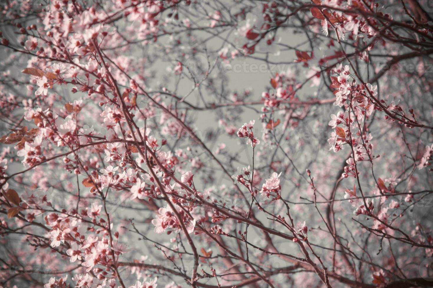 Background with pink flowers on a background of blue sky. Spring flowering. photo