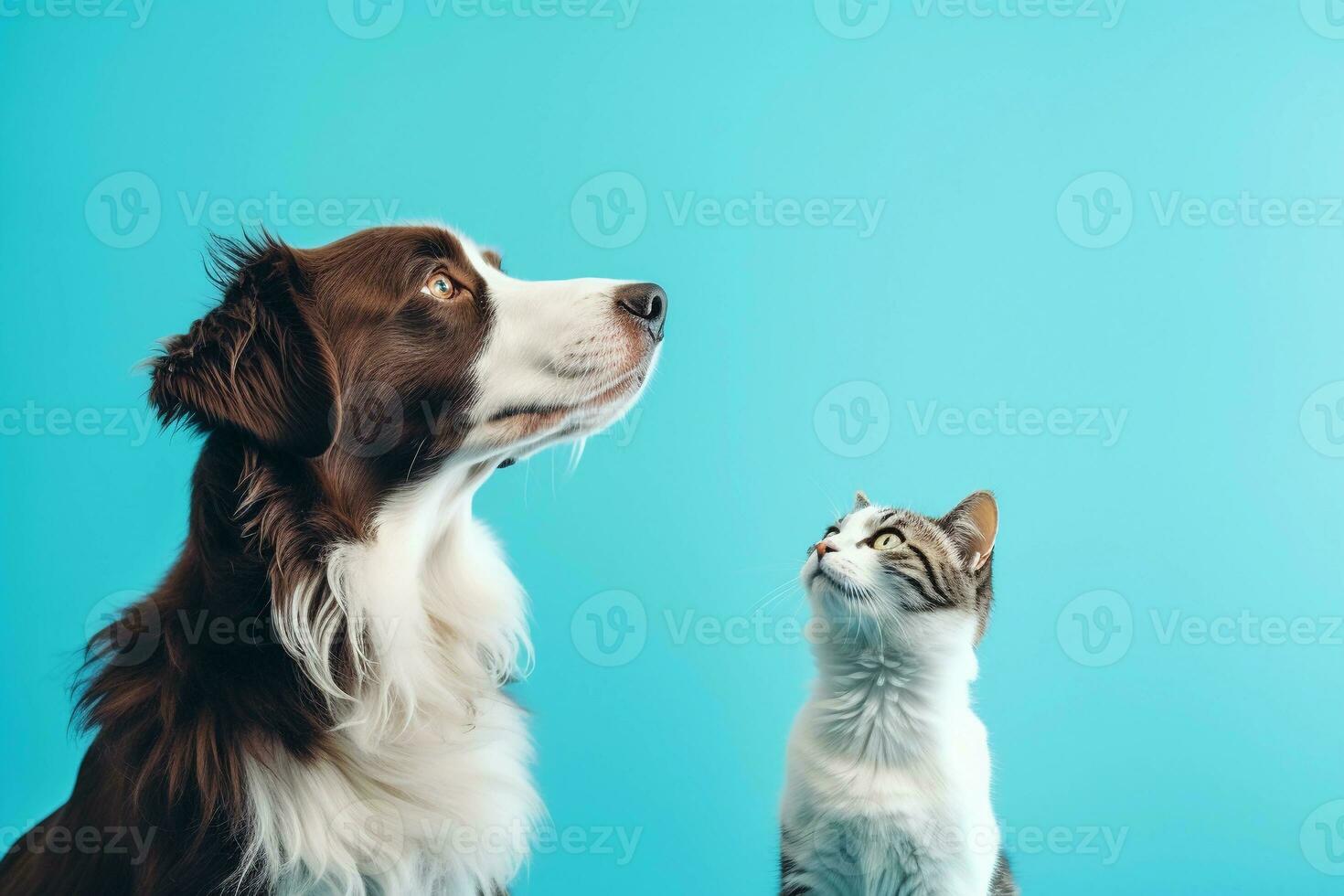 Cat and dog sitting together and looking up. Pets on blue background, copy space. AI generated. photo