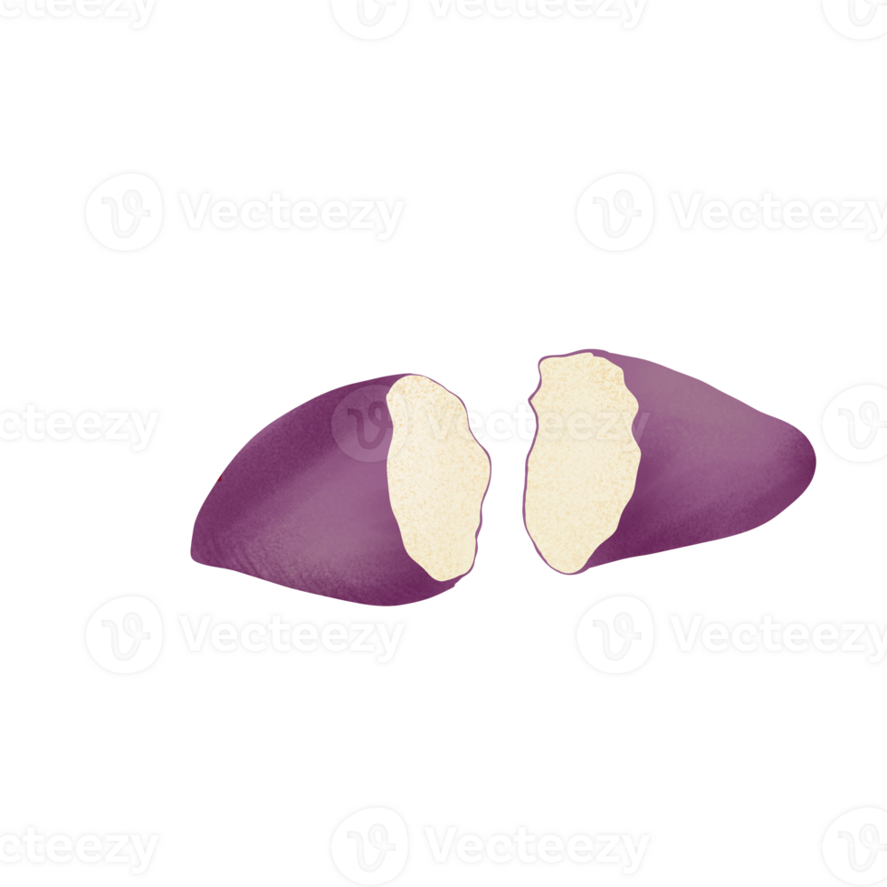 sweet potato illustration on png transparant