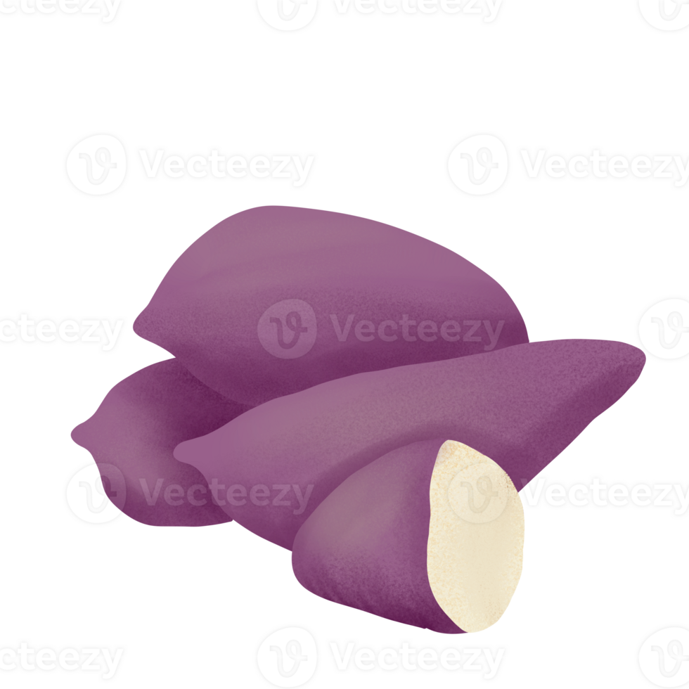 sweet potato illustration on png transparant