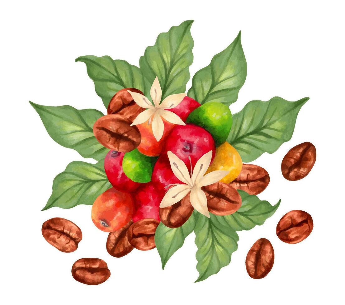 composición de arábica y robusta café bayas con café frijoles y hojas con flores marcador ilustración en acuarela estilo. café día. producción, cosecha. mano dibujado aislado Arte vector