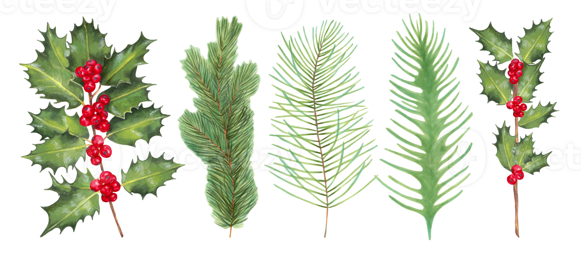 Christmas collection with holly branches and red berries. Various evergreen branches of pine and spruce. Set for the winter holidays New Year, Christmas. Watercolor illustration. Hand drawing isolated png