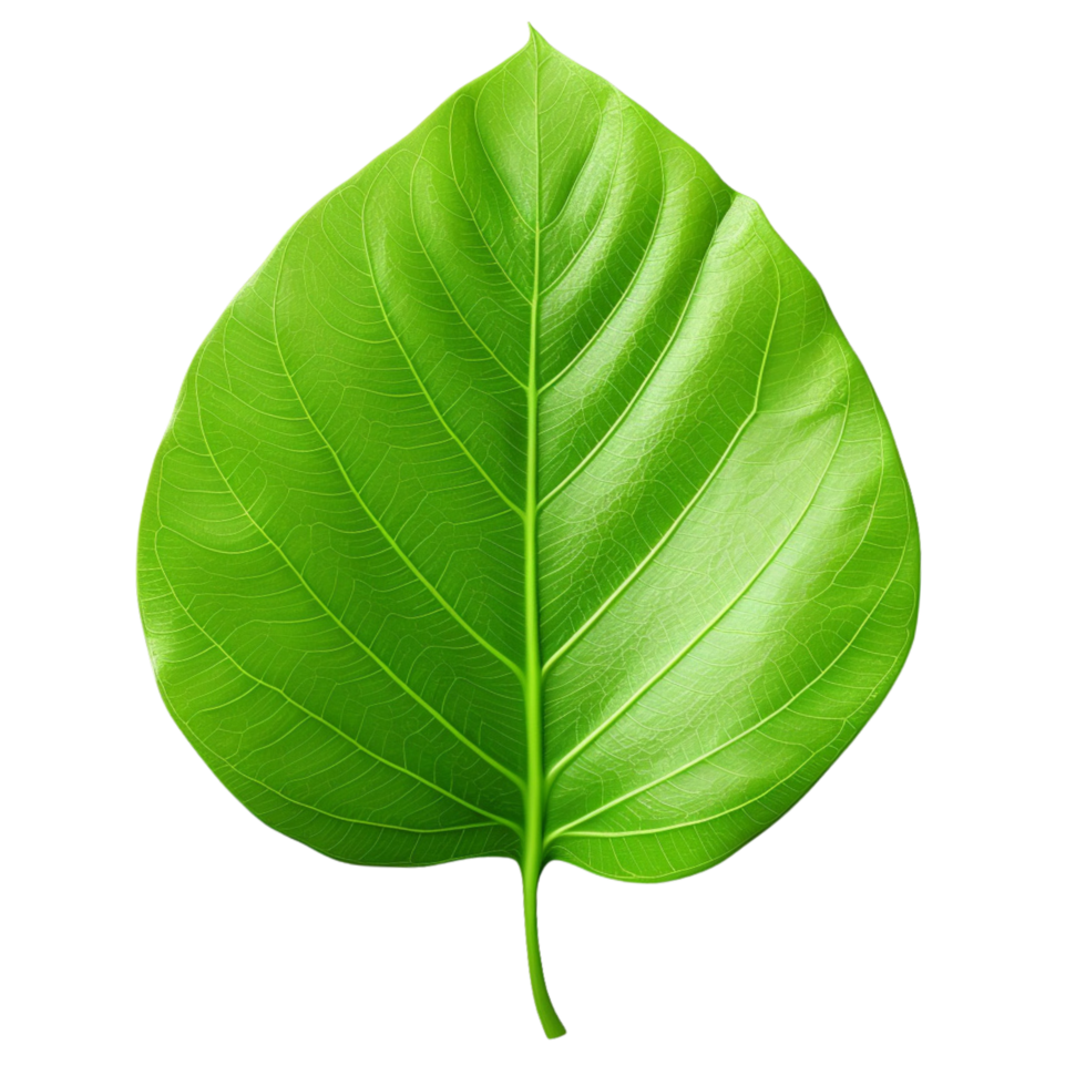 AI generated Green leaf clip art png