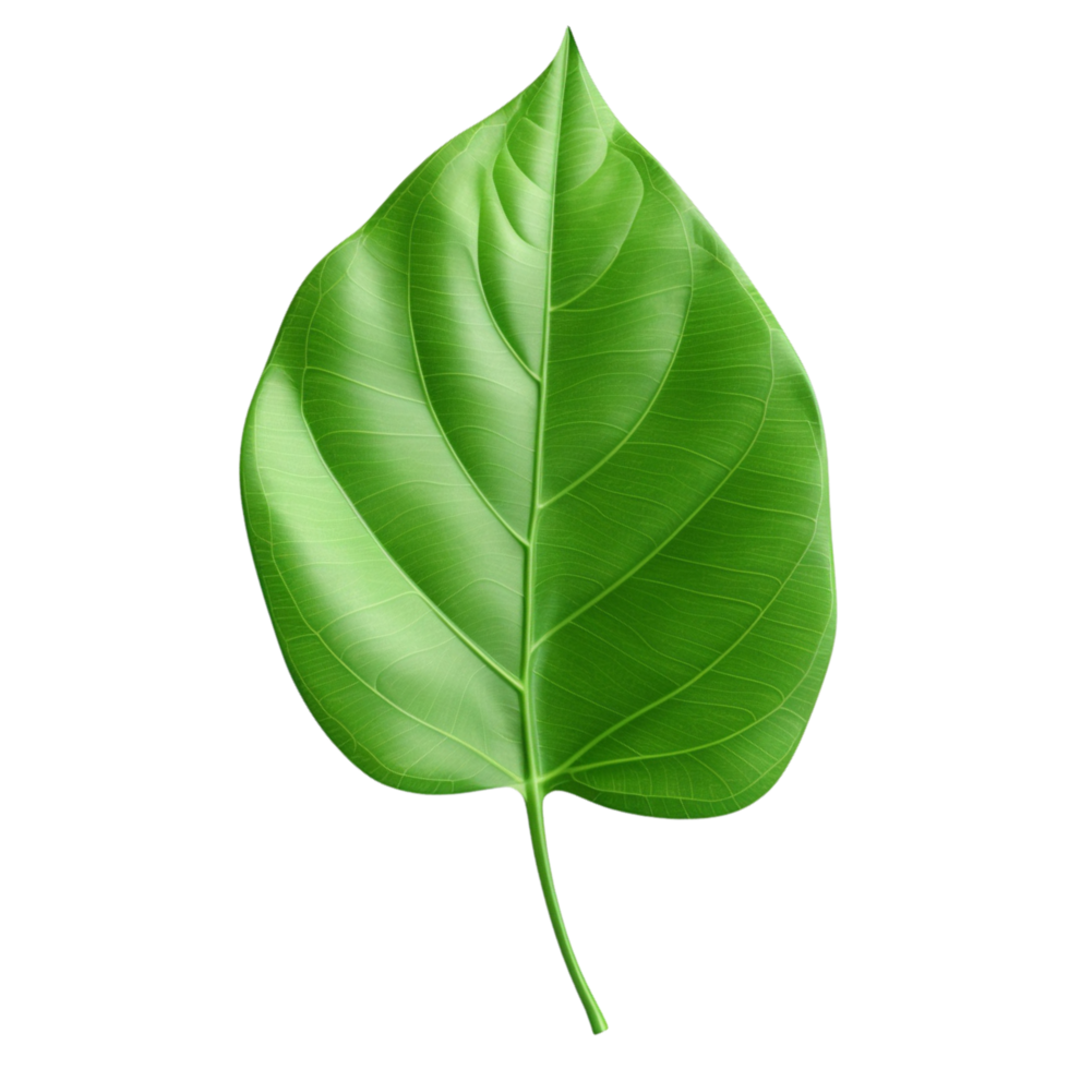 AI generated Green leaf clip art png