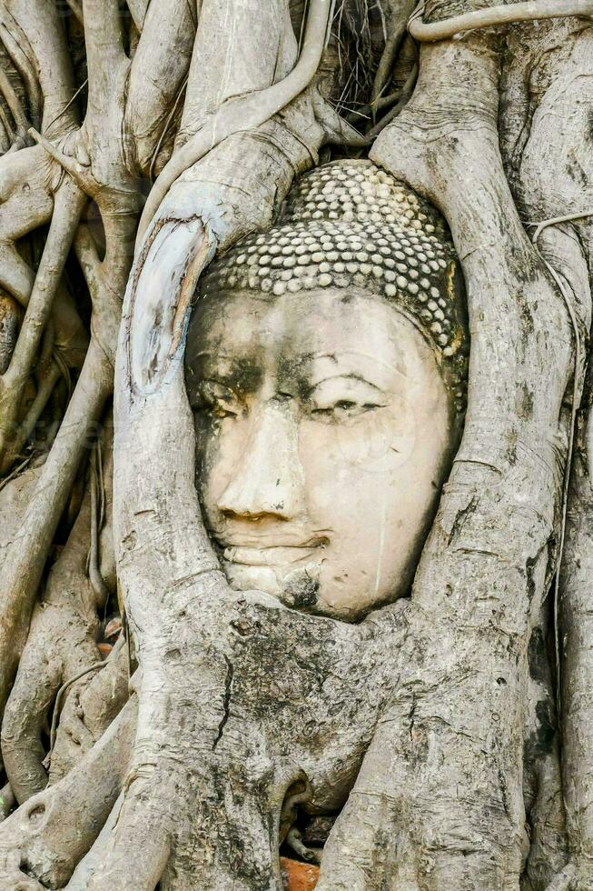 un Buda cabeza es en el raíces de un árbol foto