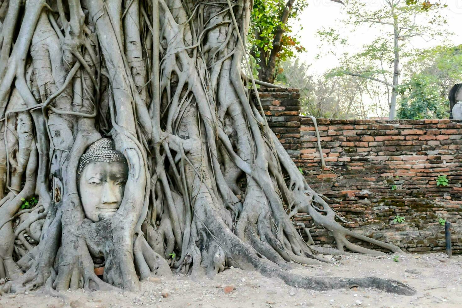 a buddha head is sitting in the roots of a tree photo