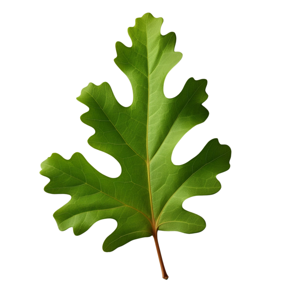 AI generated Oak leaf clip art png