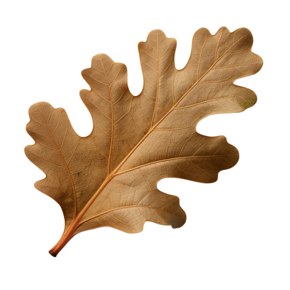 AI generated Oak leaf clip art png