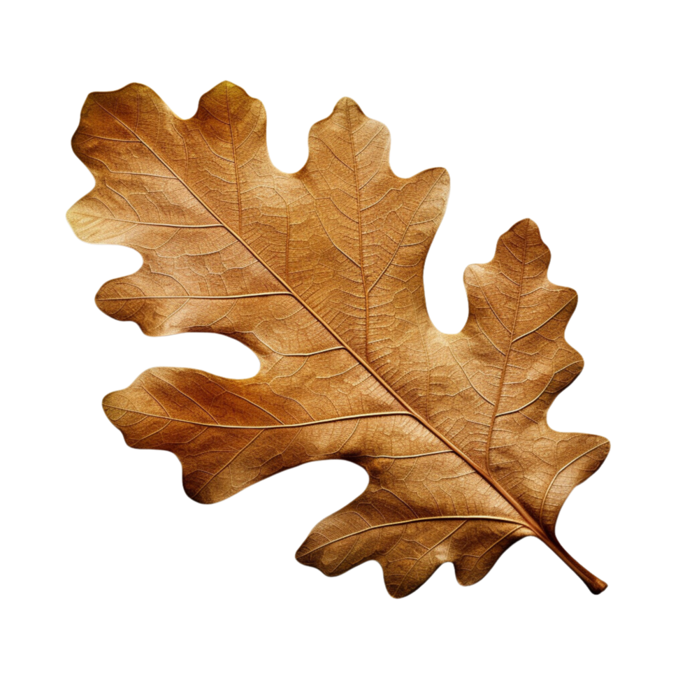 AI generated Oak leaf clip art png