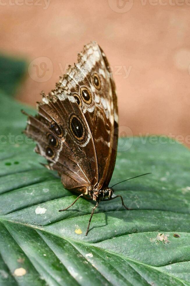 a brown butterfly on a green leaf photo