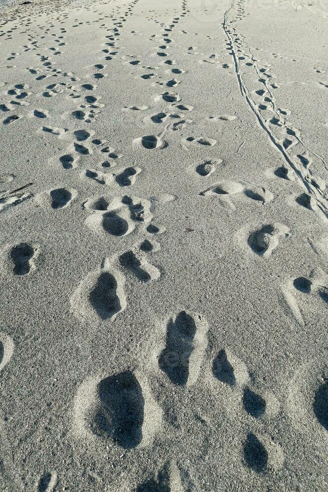 Many footsteps on a sandy beach photo