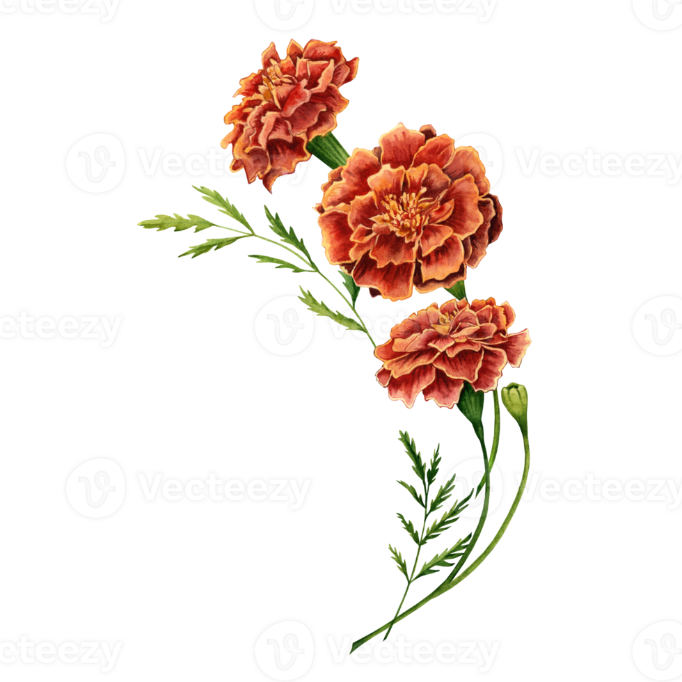 Marigold also known as tagetes flowers watercolor illustration design on transparent background. png