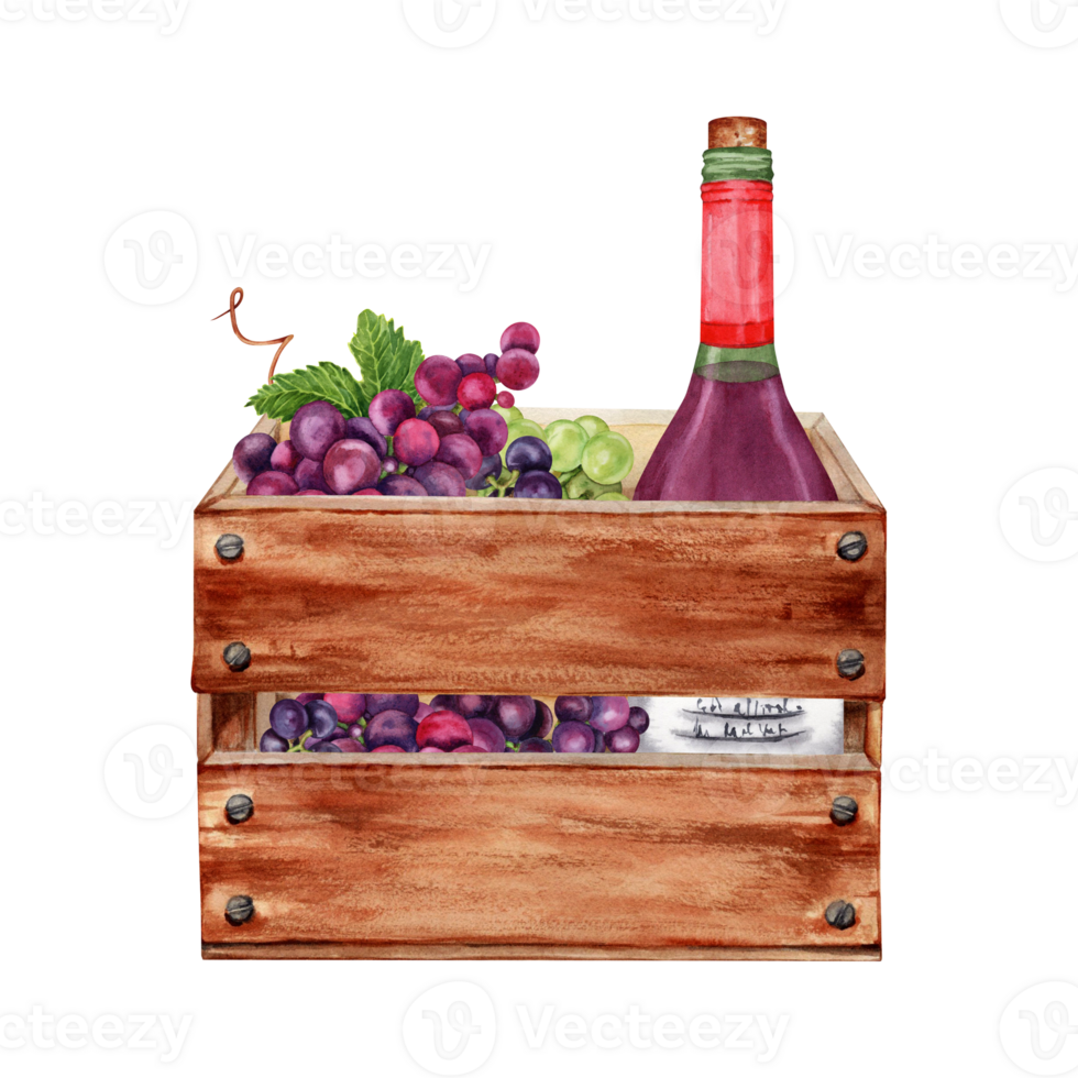 Wine making and grape harvest composition. Bottle of red wine in a wooden crate. Hand drawn watercolor illustration isolated element. Card, printing, textile, fabric, wrapping paper design png
