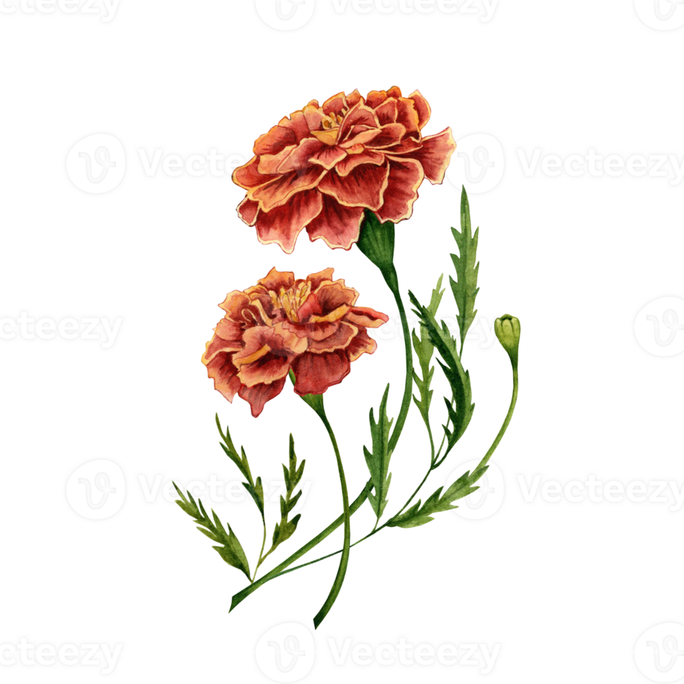 Marigold also known as tagetes flowers watercolor illustration design on transparent background. png