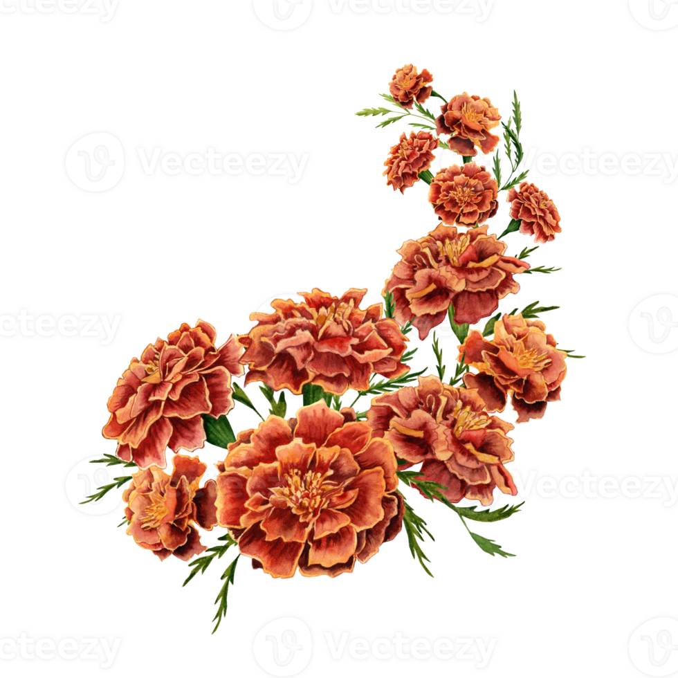 Marigold flowers with green leaves arrangement design element. Hand drawn watercolor illustration isolated on transparent background. Frame for cards, invitations, printing materials, decorations png