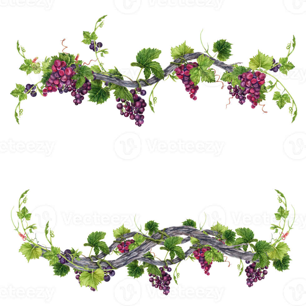 Bunch of grapes with leaves on old vine frame isolated on transparent background. Hand drawn watercolor illustration. Perfect for frames and card borders. png