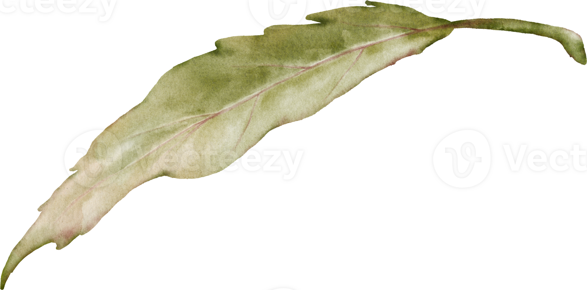 Green leaves of rose watercolor element collection png