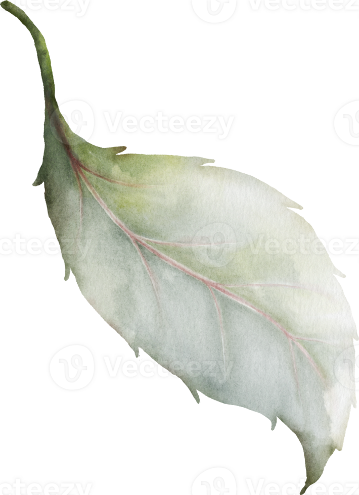 Green leaves of rose watercolor element collection png