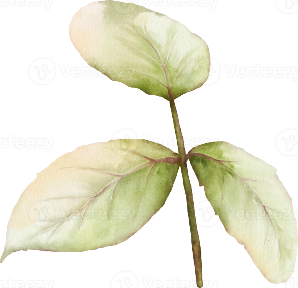 Grün Blätter von Rose Aquarell Element Sammlung png