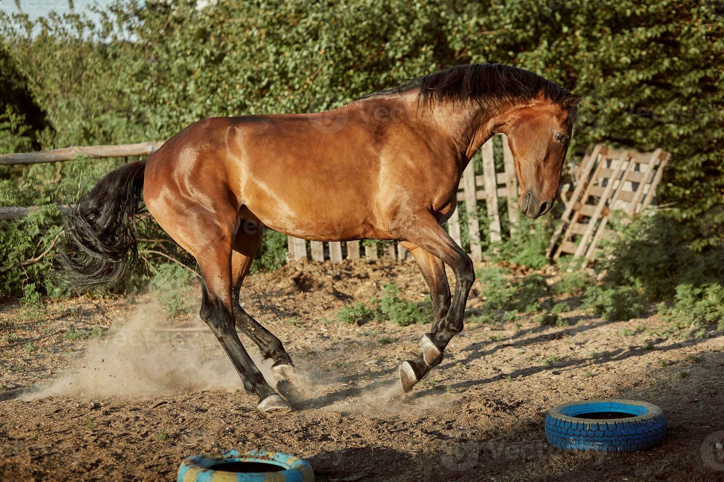 Horse running in the paddock on the sand in summer photo