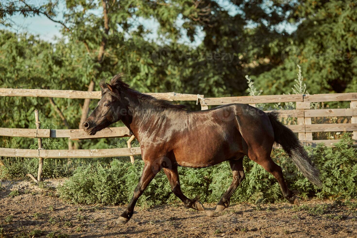 Tethered brown pony running in the paddock. photo