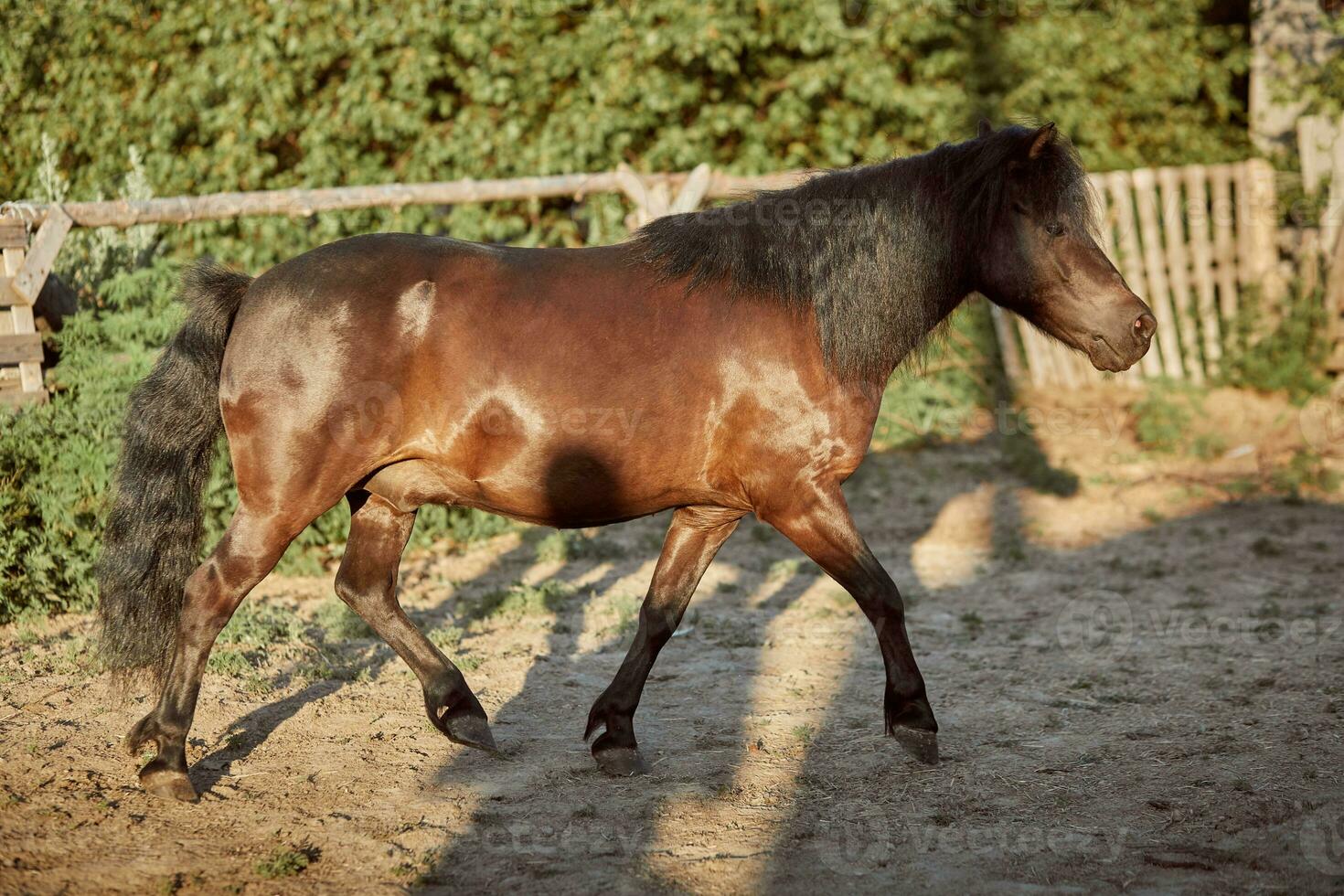 Tethered brown pony running in the paddock. photo