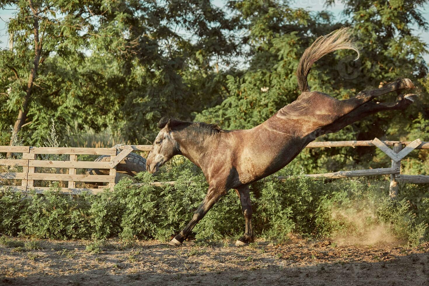 caballo corriendo en el paddock en el arena en verano foto