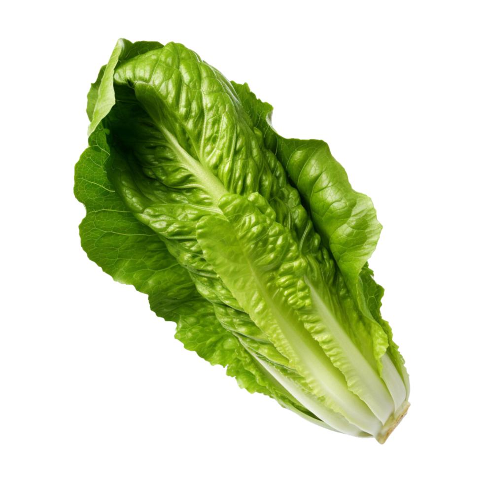 ai gegenereerd romaine sla klem kunst png