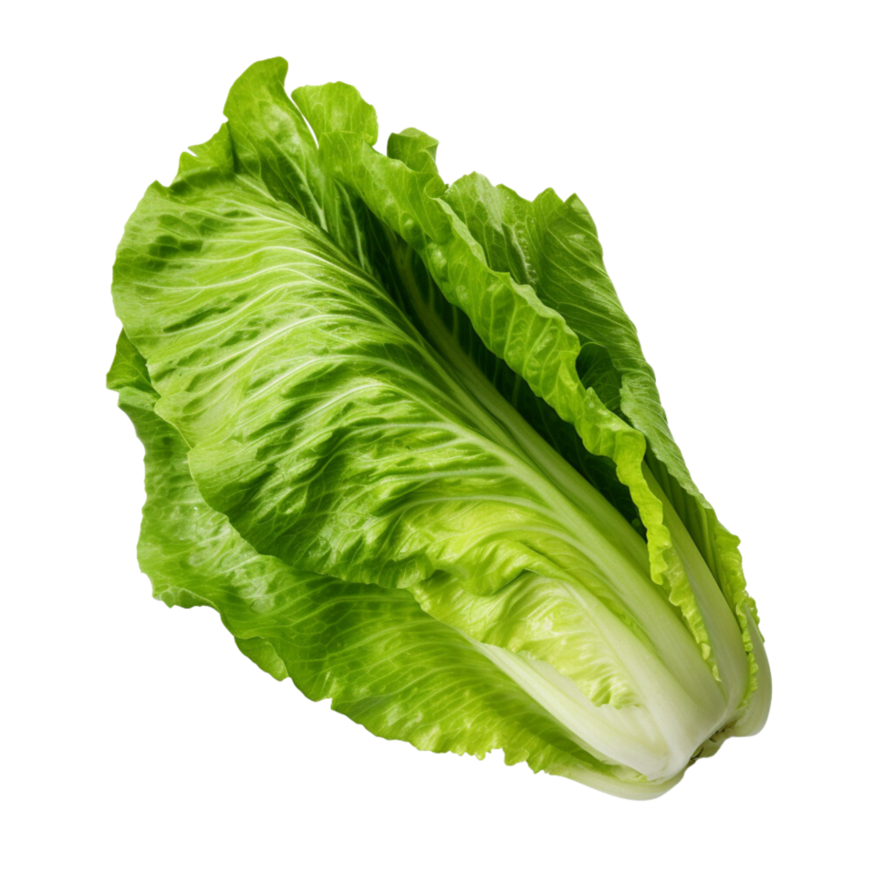 AI generated Romaine lettuce clip art 34926079 PNG