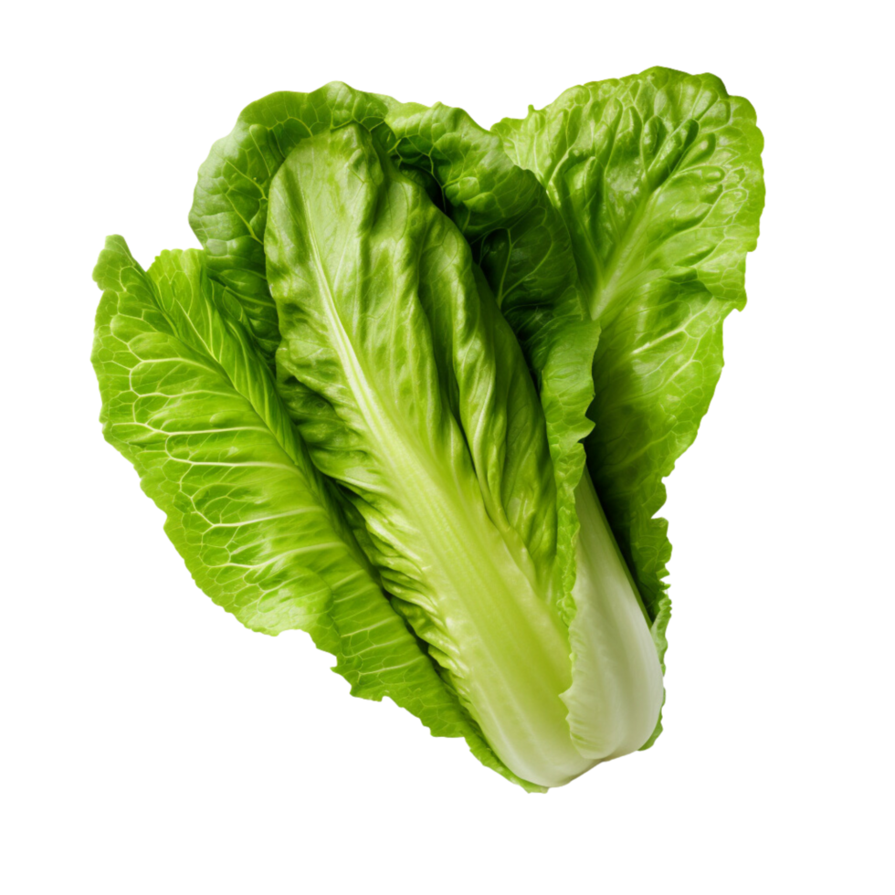 AI generated Romaine lettuce clip art 34926082 PNG